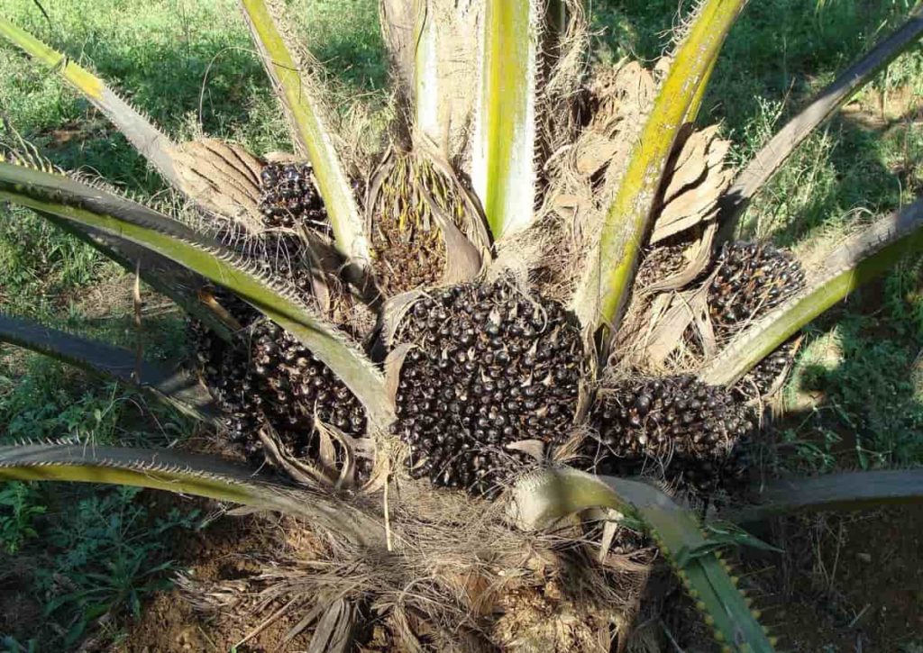  Oil Palm Tree