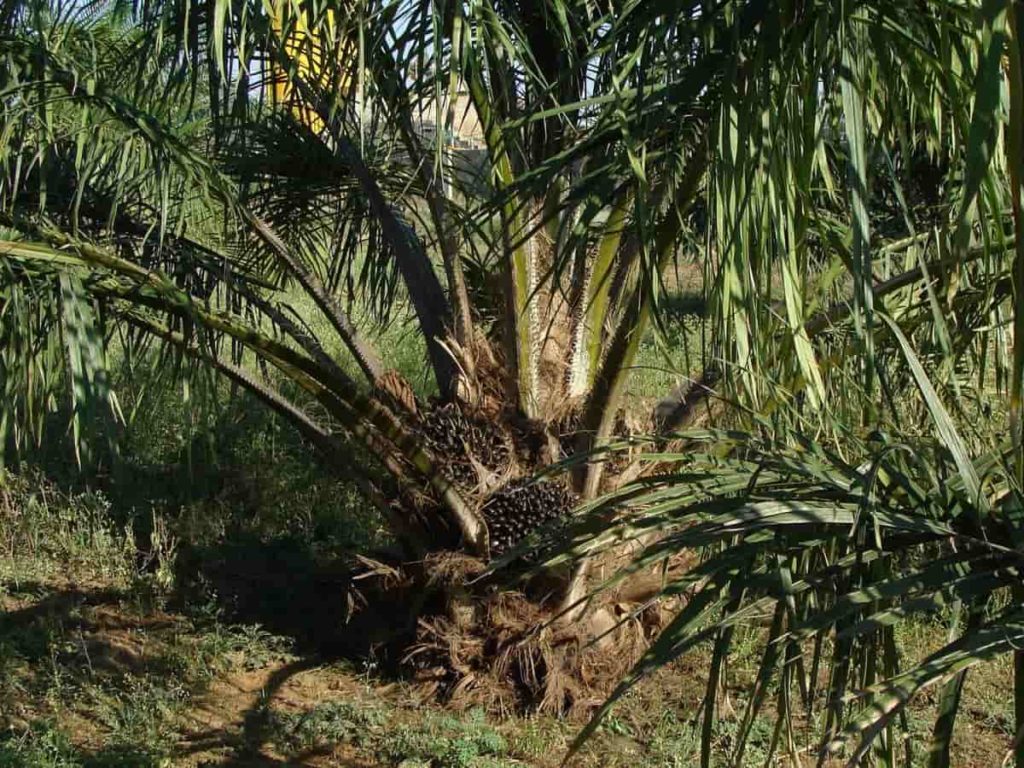 Oil Palm Farming