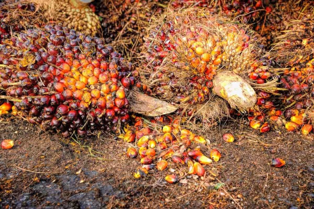 Oil Palm Yield