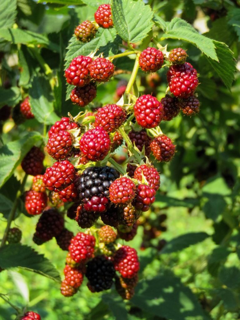 Steps to Boost Raspberry Yield