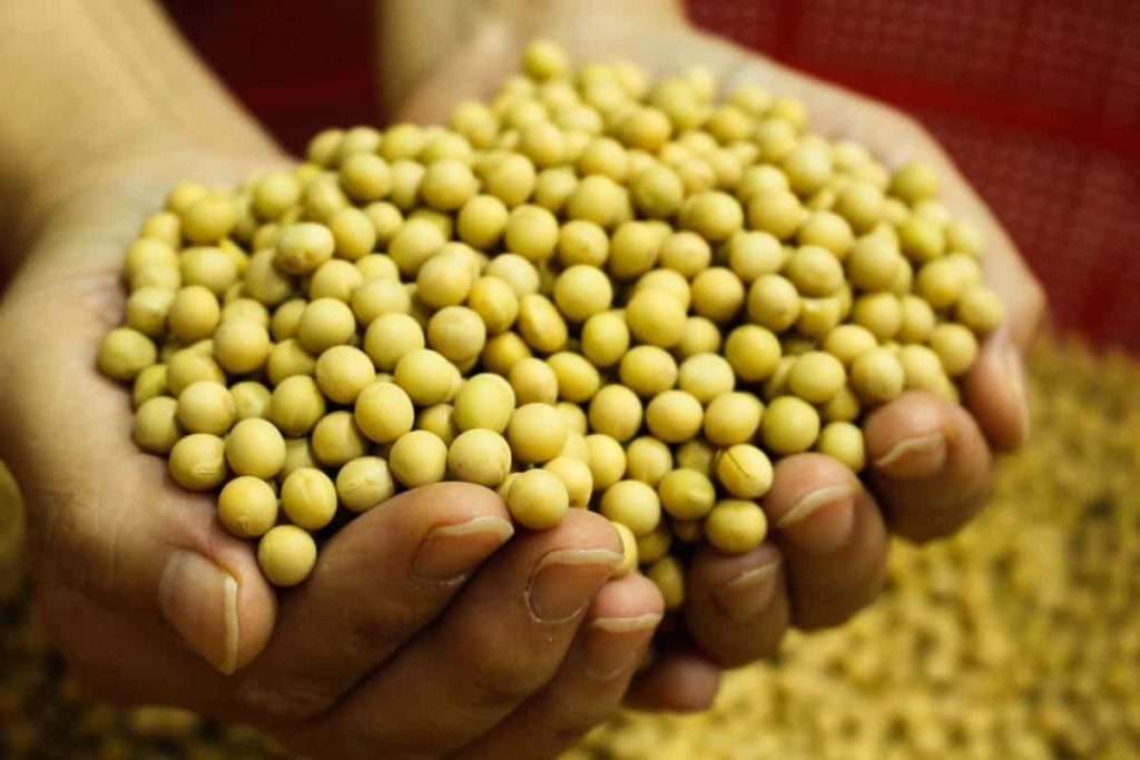 Top 19 steps to boost Soybean yield