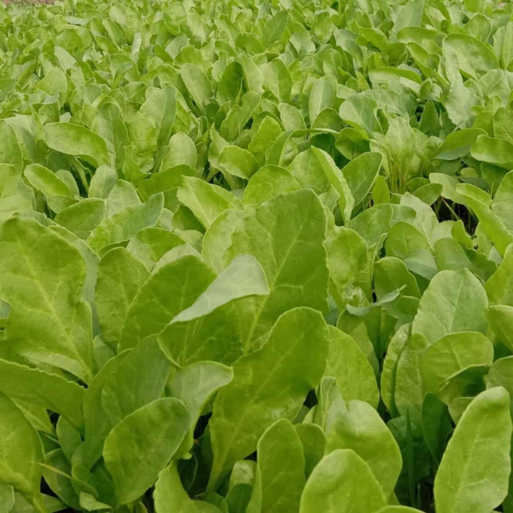 Spinach Farming