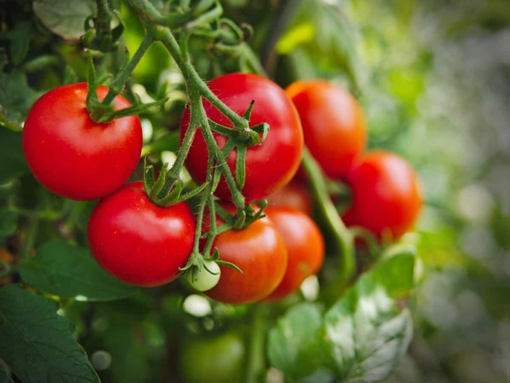 Boost Tomato Yield3