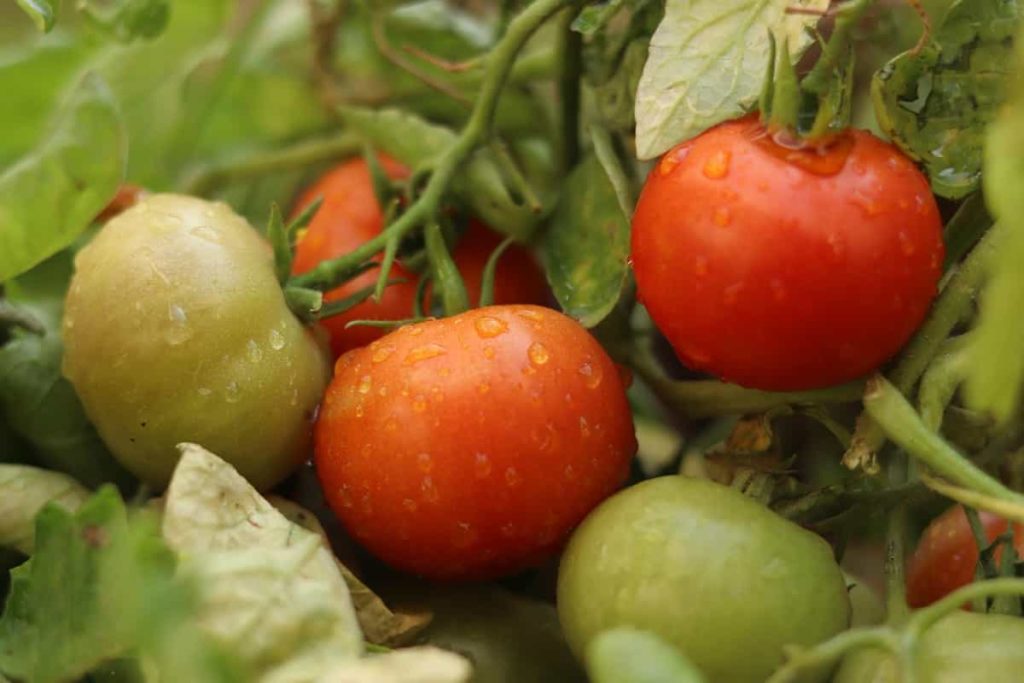 Boost Tomato Yield5
