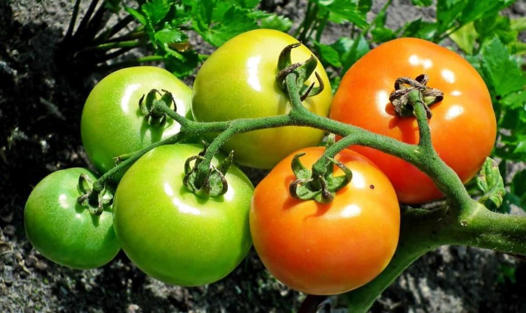 Boost Tomato Yield6