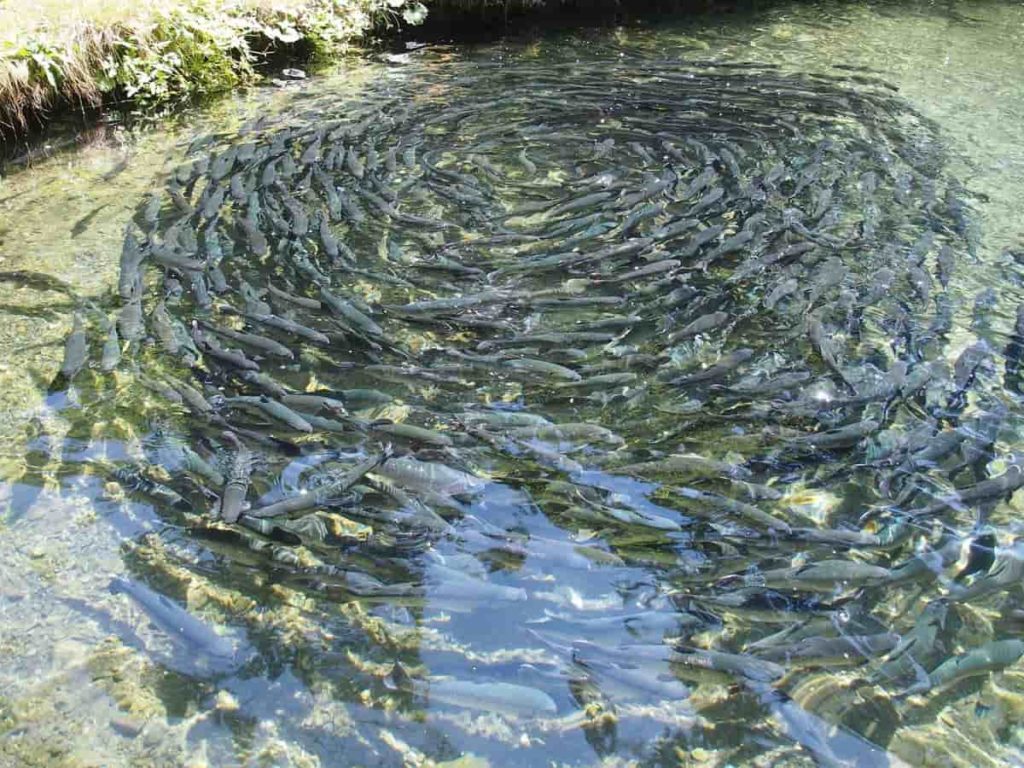 Fishes in Pond