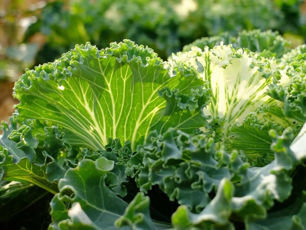 How to Grow Leafy Vegetables in the USA