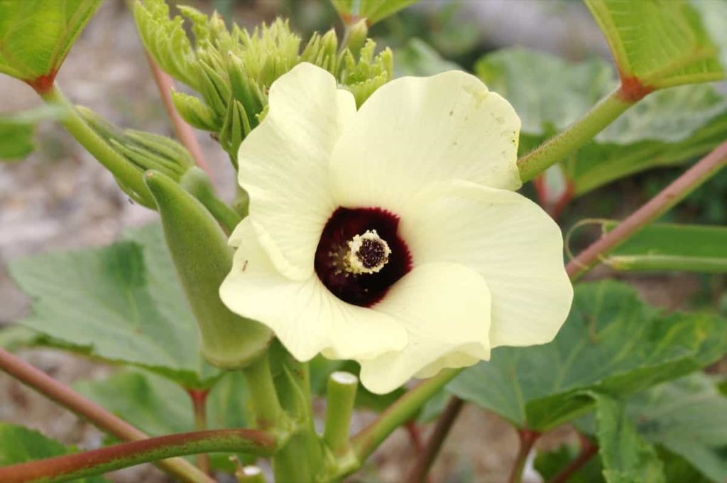 Bhendi Flower