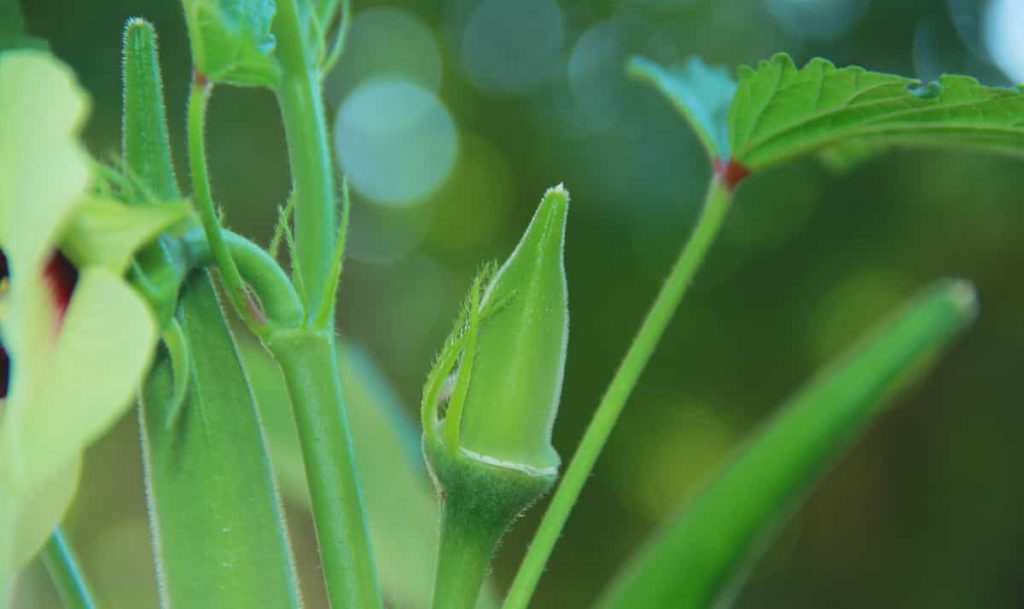 Growing Okra in Australia