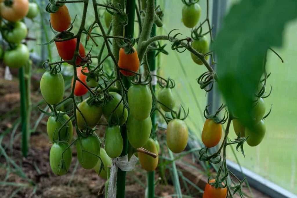 High Yield Tomato Varieties in India