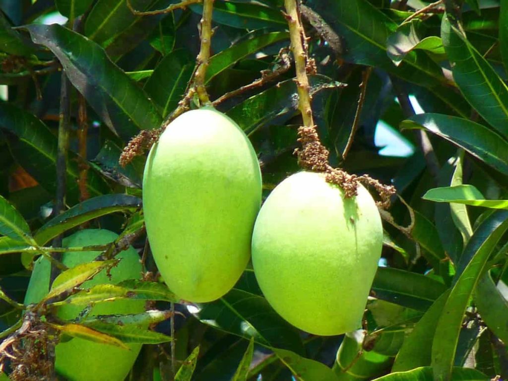Mango Farming in Philippines