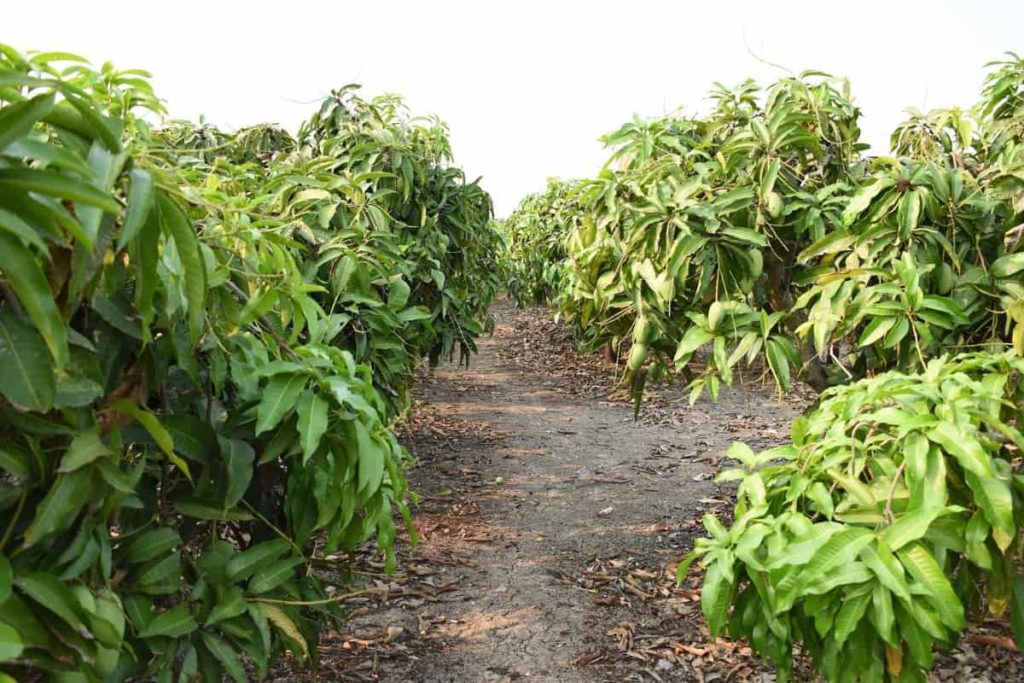 Mango Farming in USA