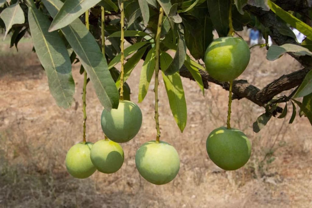 Mango Farming