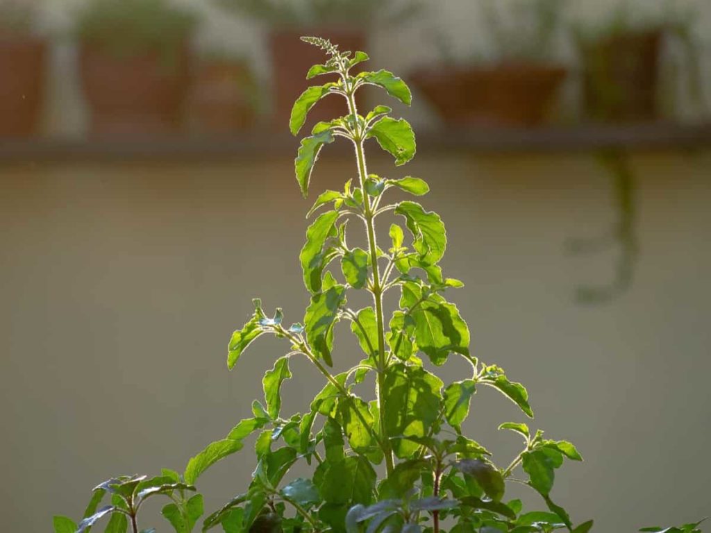 How To Protect Tulsi in Winter Season in the USA
