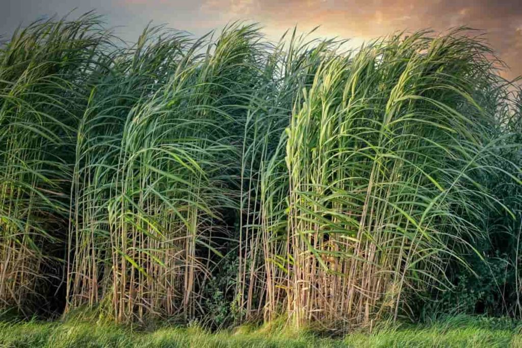 Vasantdada Sugar Institute (VSI), Premier Research and Development  Organization in Sugarcane, Sugar and allied By Product Industry since 1975.