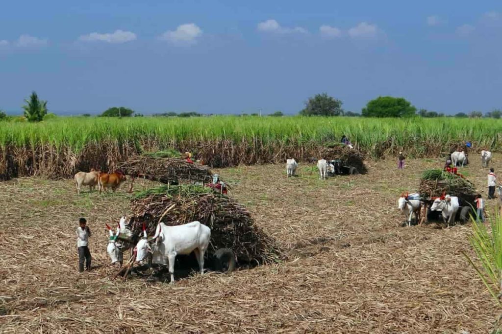 Sugarcane Yield2
