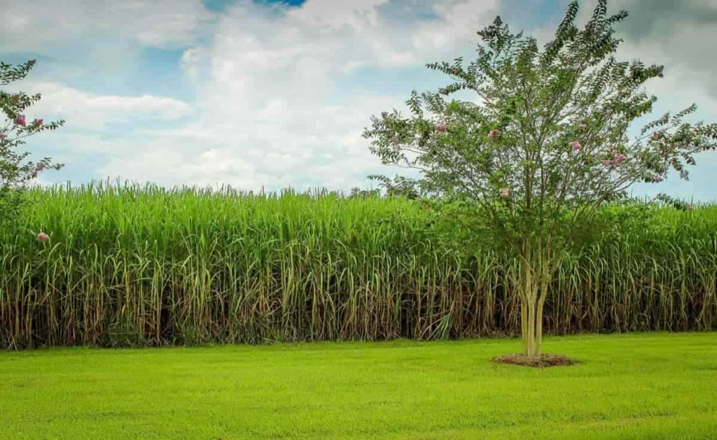 Sugarcane Yield3
