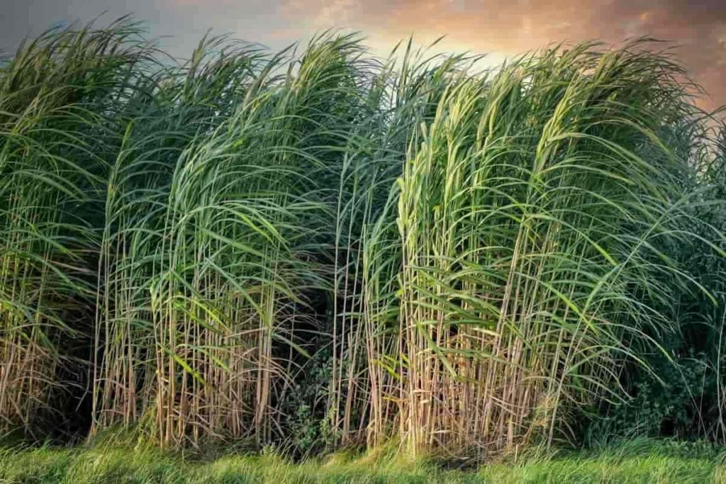 Sugarcane Yield6