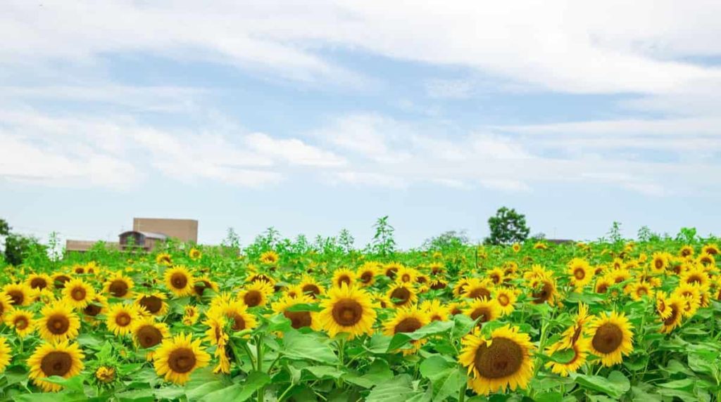 Sunflower Farming in Japan