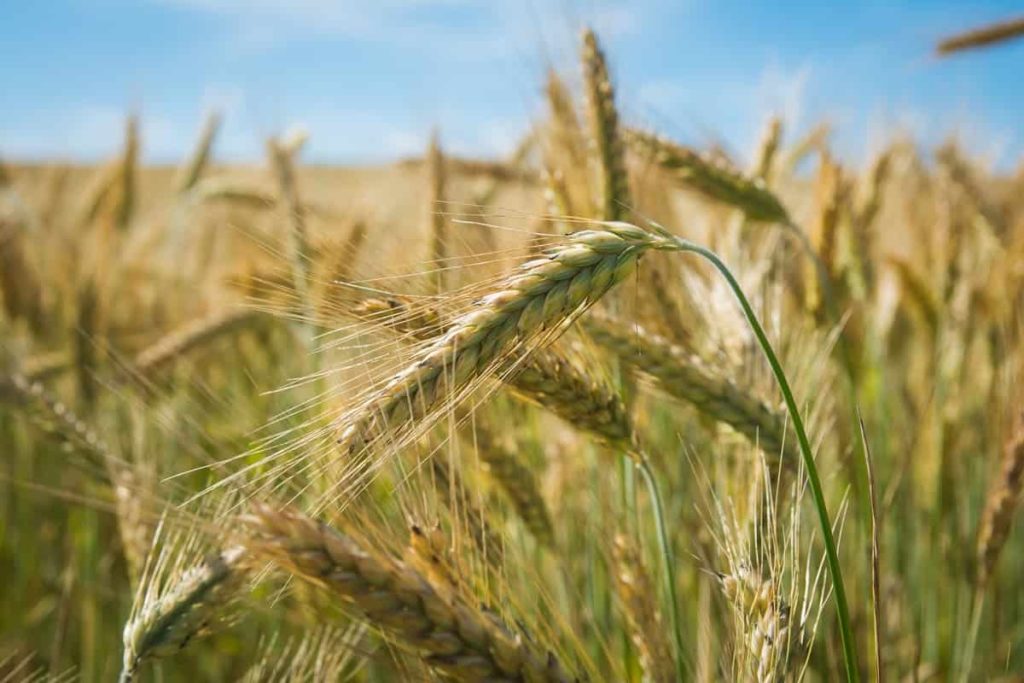 Wheat Farming in the USA