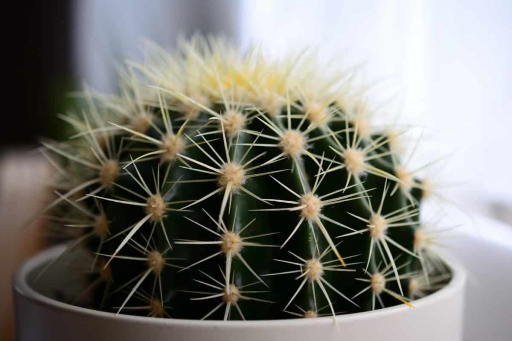 Cactus 