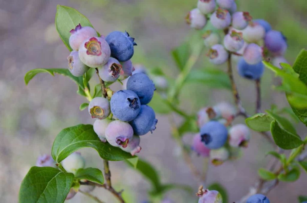 Blueberry Farming in USA