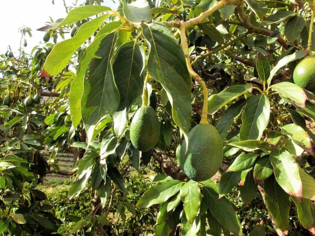 Top 17 steps/ways to boost Avocado yield