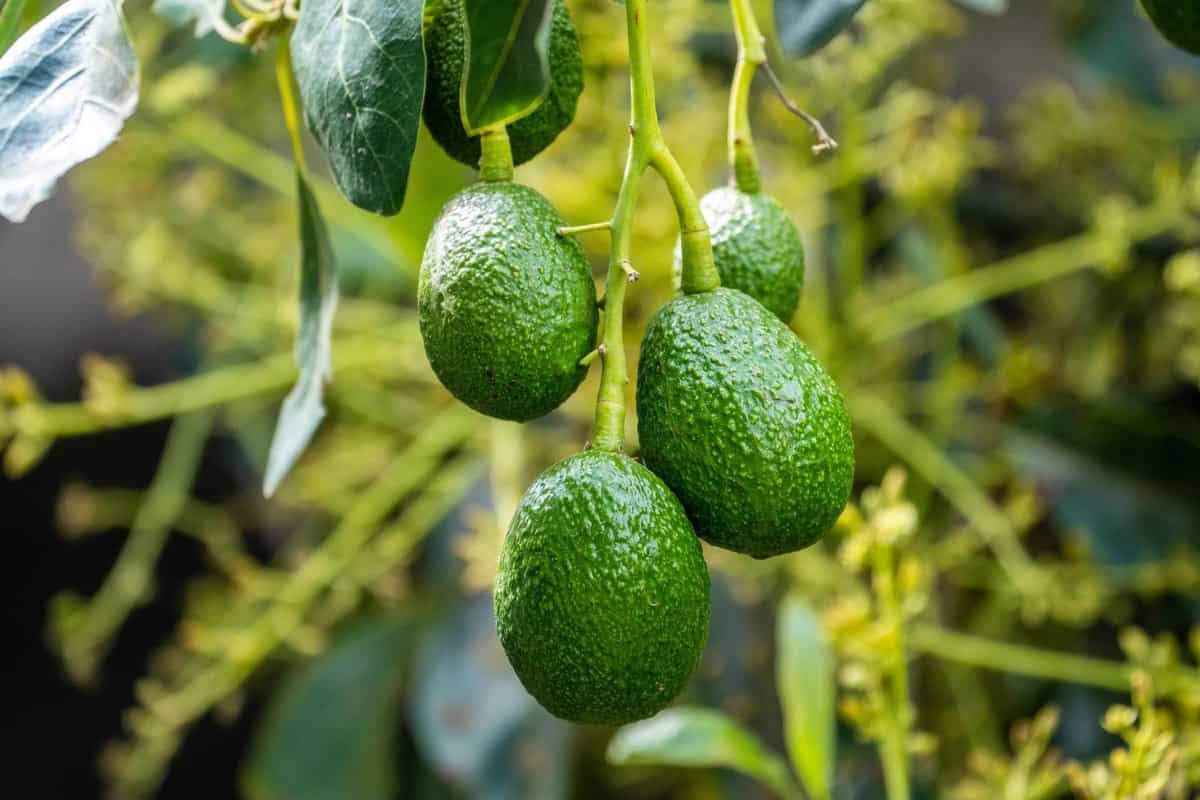 Top 17 Steps/Ways to Boost Avocado Yield: How to Increase Production, Size, Quality, Tips, Methods, and Ideas