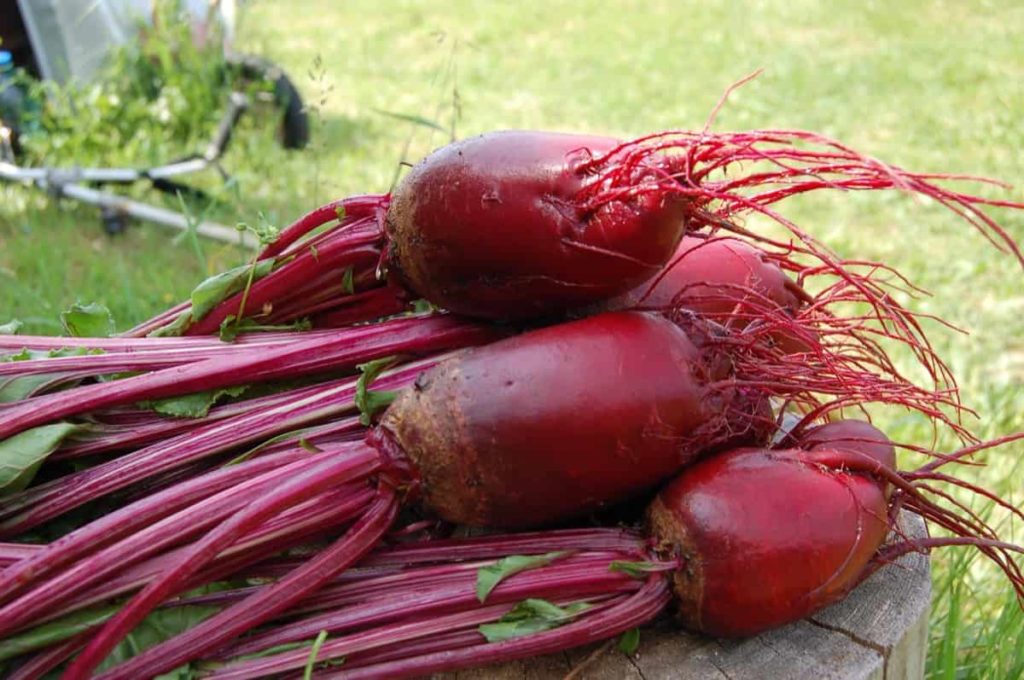 Steps/Ways to Boost Beetroot Yield