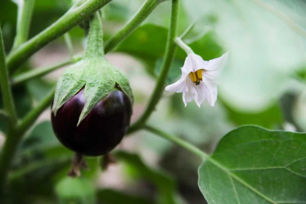 Top 15 Steps/Ways to Boost Eggplant/Brinjal Yield