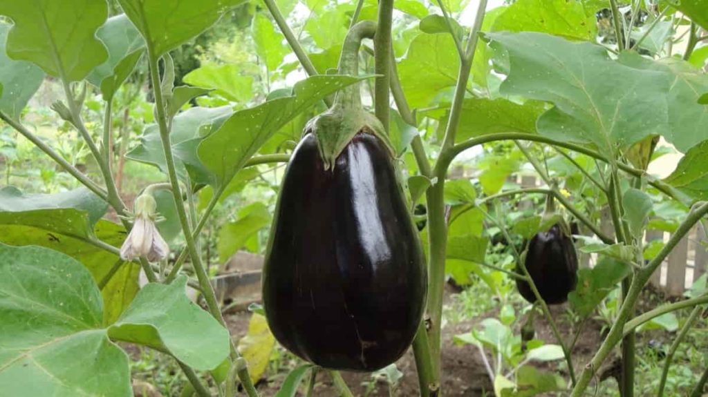 Eggplant Farming