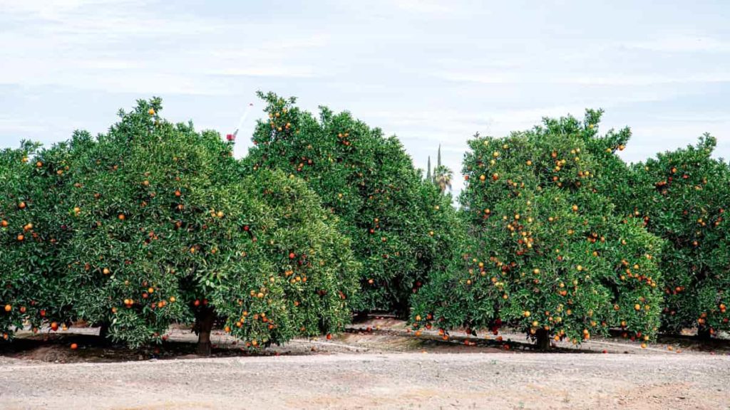 Top 19 Steps/Ways to Boost Orange Yield: How to Increase Fruit Production, Size, and Quality