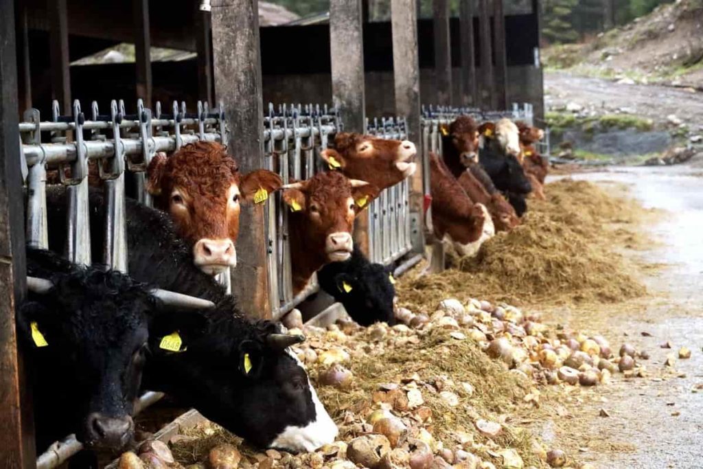 Top Cattle Feed Manufacturers in India: Companies List