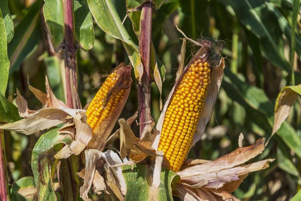 Corn Farming in USA: