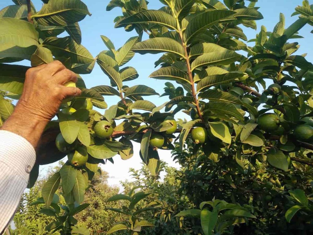 Fertilizer Management in Guava Trees