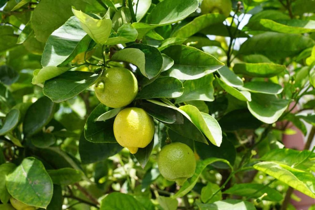 How to Grow Lemon Tree from Seed