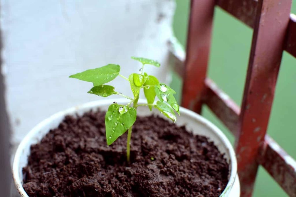 Papaya Seedlings