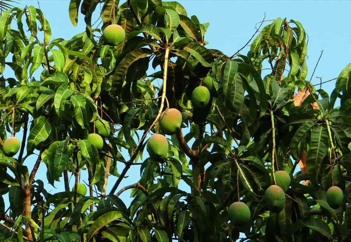 Mango Farming in Mexico: How to Start, Planting to Harvesting, and ...