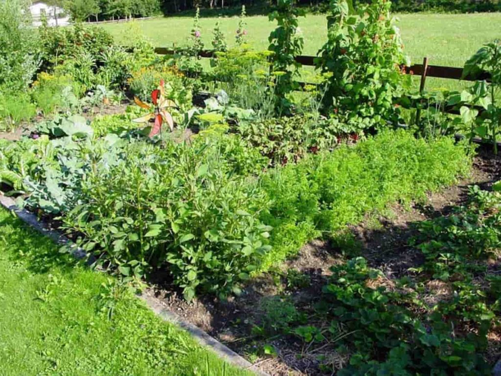 How to Start Organic Backyard Gardening