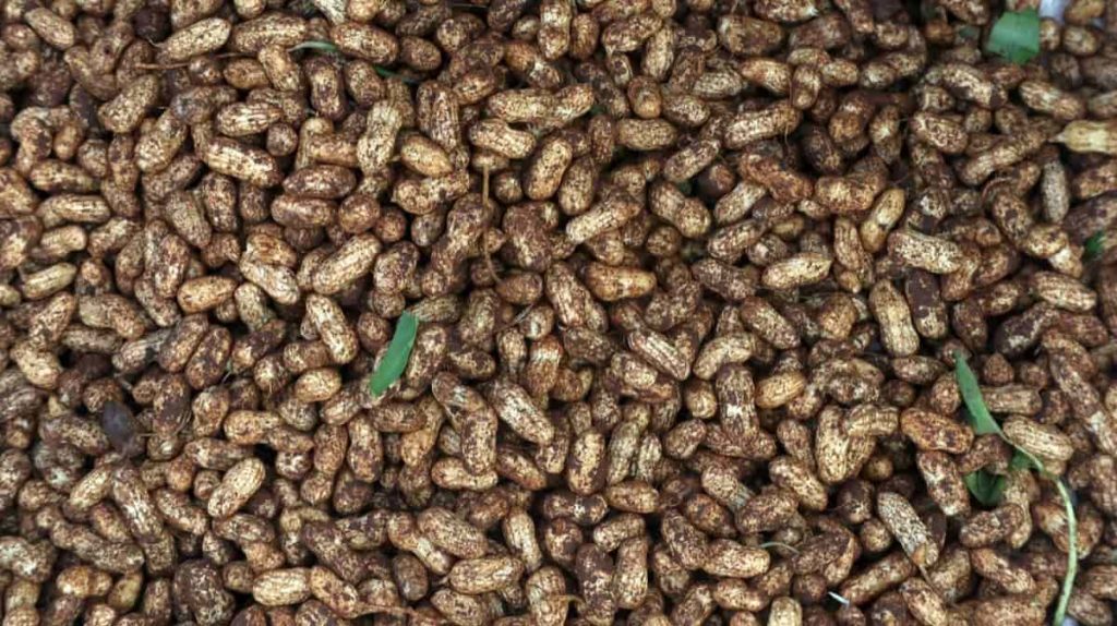 Peanut Farming in USA: How to Start, A Step-by-Step Guide for Beginners