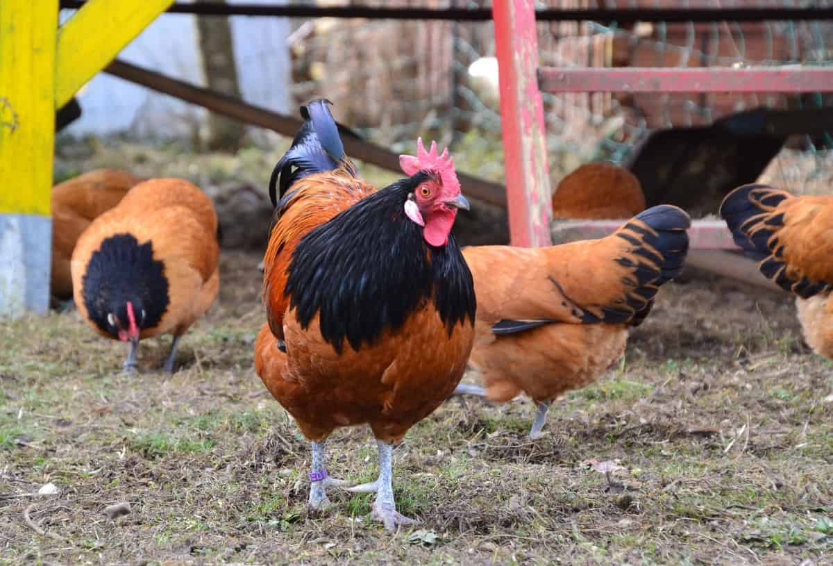 Poultry Farming in Nepal: How to Start, A Step-By-Step Guide for Beginners