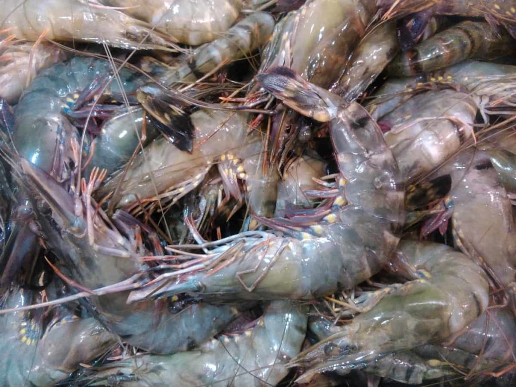 Shrimp Farming in USA