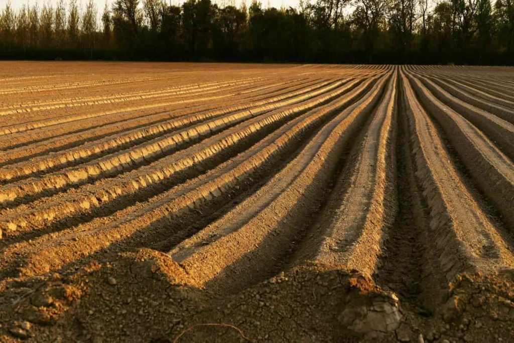 How to Prepare the Soil for Organic Farming