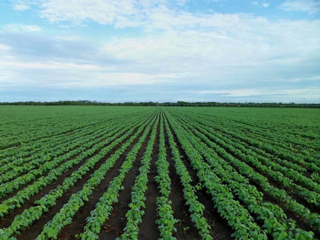 Soybean Farming