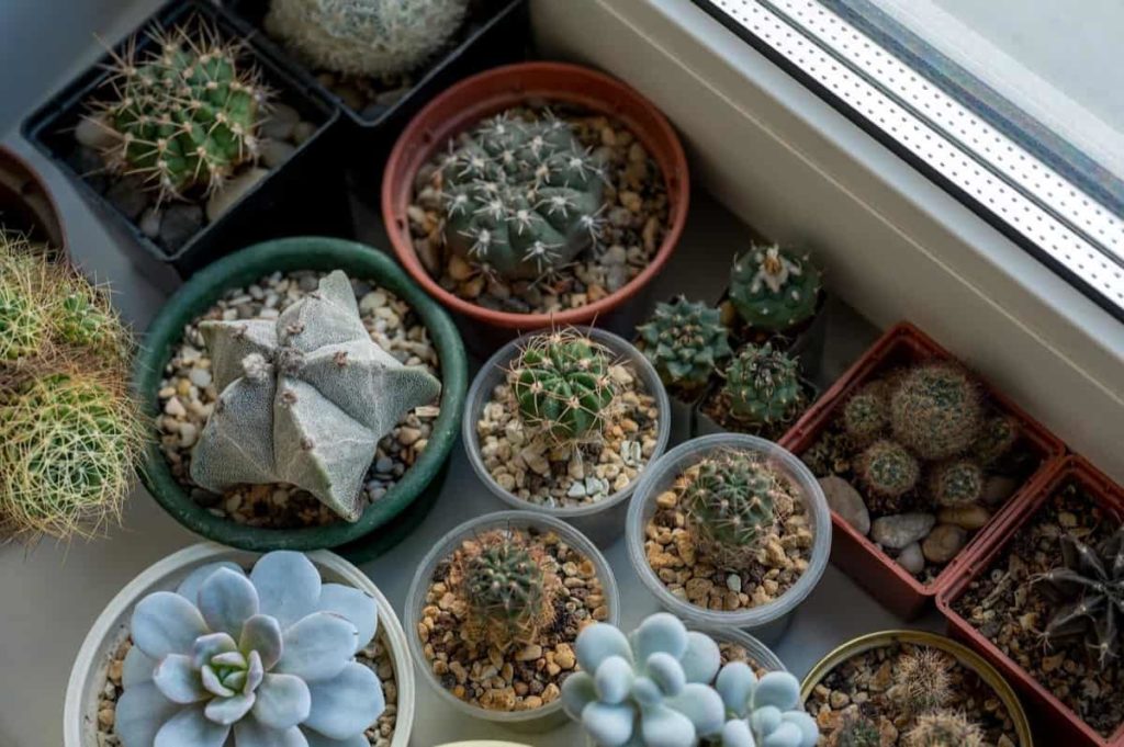 Top 22 Succulents to Grow at Home