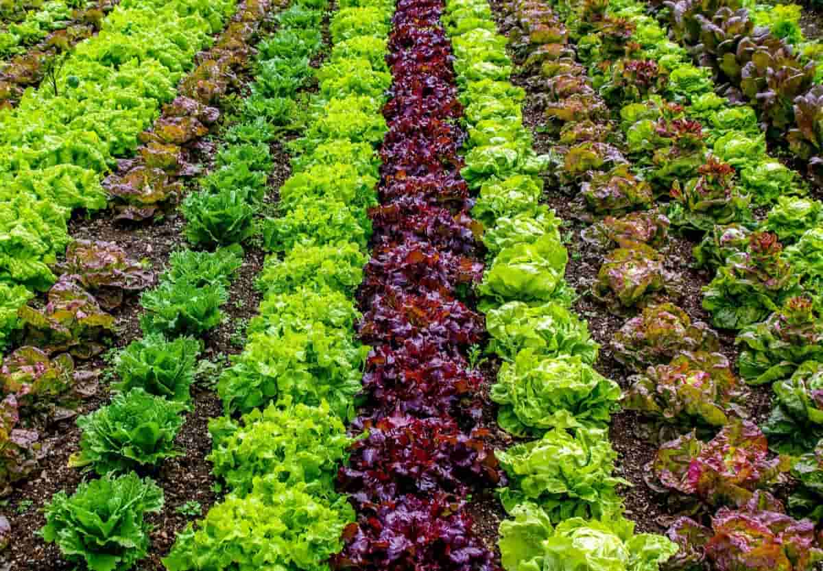 Organic Vegetable Farming in USA: How to Start, and Top Production States