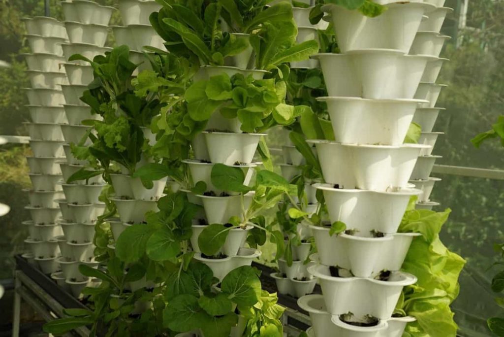 Vertical Farming in the USA
