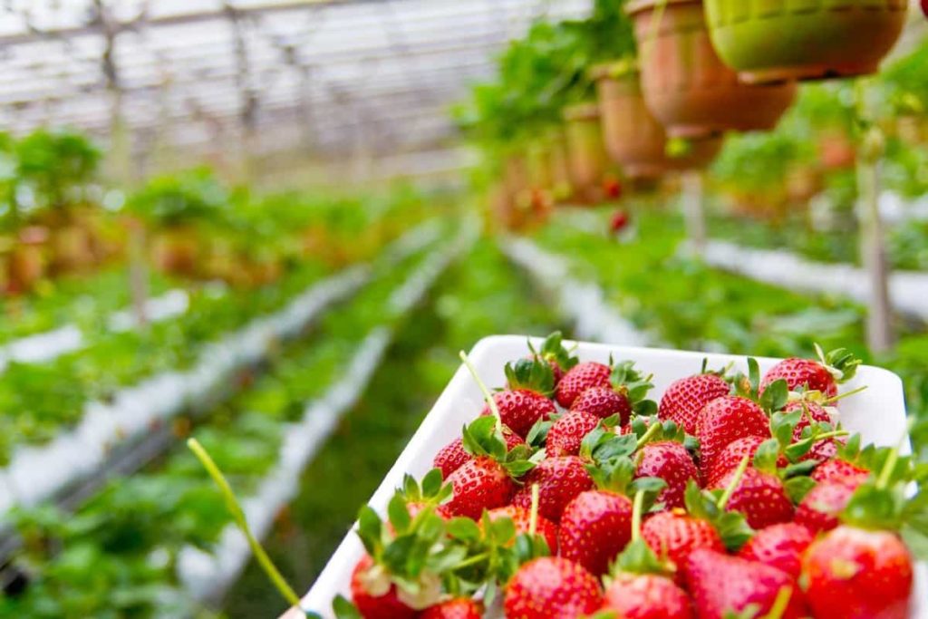 Growing Strawberries using Vertical Farming