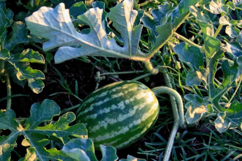 Watermelon Farming in California