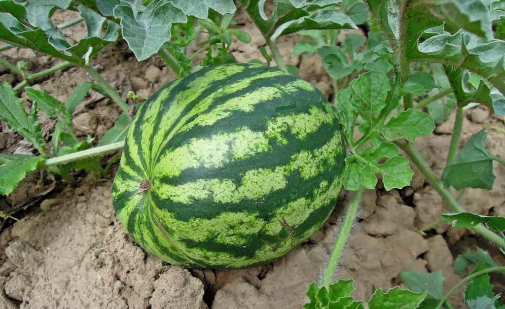 Watermelon Farming